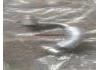 Coolant Pipe:11538663516
